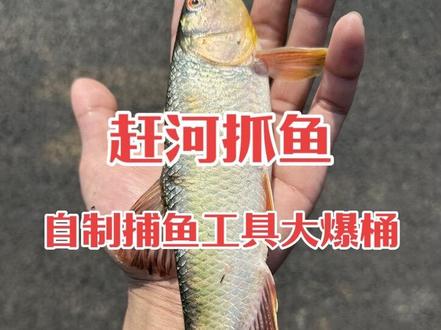 夜晚小河抓鱼 自制捕鱼工具 收获满满 #户外#抓鱼#我的乡村生活#新农人计划2025 #记录真实生活