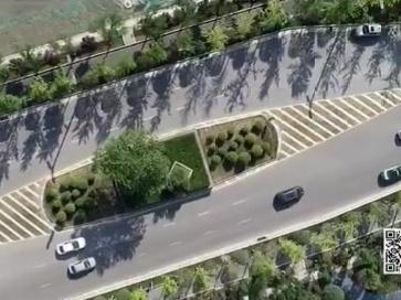 别样风景线! “最牛钉子树”让城市绕道修路