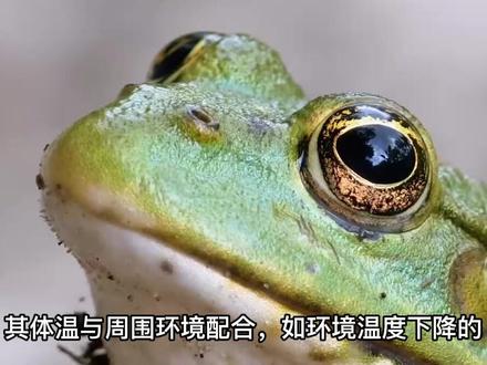 冬眠的动物有哪些?你都知道吗?#萌知计划#动物世界 #自然事务局 @抖音青少年