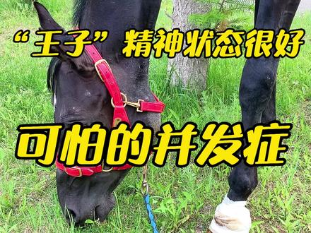 “王子”精神状态很好,蹄冠炎有好转,正在治疗,期望王子尽快康复 #抖音热门 @DOU+小助手