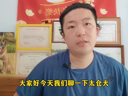 239-聊聊太仓小猎犬