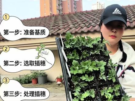 菊花扦插全步骤 新手也可轻松上手 #好看的花一定要分享给你 #养花小知识 #种植小技巧 #养花 #养花人