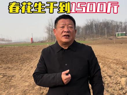 身蕃土地养好土壤,春花绳,能干到1500斤#毛国富大田高产管理 #花生#花生高产#花生种植#花生管理