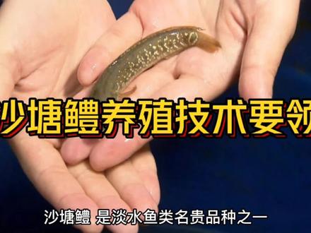 沙塘鳢养殖技术要领#水产养殖#沙塘鳢#上热门#知识分享#粉丝一千万#新品种