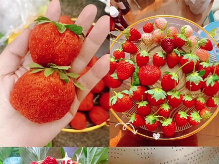 #草莓又熟了 #新鲜采摘 颜值还是不错的