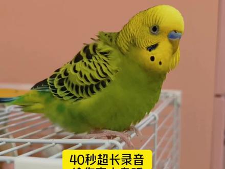 虎皮鹦鹉呼叫同伴叫声,鹦鹉叫声吸引鸟专用#虎皮鹦鹉 #鹦鹉叫声 #异宠 #鹦鹉训练