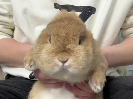 兔子学定点厕所!新手兔妈别担心了
上一期视频评论区
好多宝宝讲家里兔宝不会定点厕所,这一期来和大家分享一下,兔宝定点厕所的教程。第一步,我们使用常见的隔离法,找两个结实一点的纸板,将兔宝的生活区隔离到兔兔厕所的范围(尽量买一个大号一点的厕所),将草架、水壶、兔粮碗都放置在这个范围内,兔宝在笼子内上过厕所的,将隔离区设置在兔宝之前经常上厕所的点位,注意一定要找结实一点的绳子固定好纸板,防止兔宝越狱,隔离期一旦越狱真的会前功尽弃的,整个隔离时长大约24~48小时,一般建议2天左右,在此期间兔宝的吃喝排泄都是在兔子厕所上完成的,一旦厕所被兔宝的尿液标记过留下味道后,后续就相对简单啦(可以用纸巾沾一些尿液和豆豆放在厕所内)。下一期和大家分享隔离完成后的注意事项,快去动起来吧!#科学养兔 #如何教兔子上厕所 #兔子上厕所 #兔叽兔叽 #萌宠出道计划