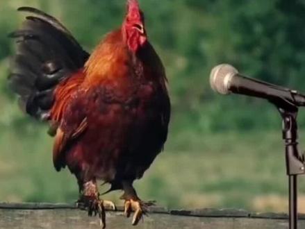 属鸡人哪几个月出生好?#鸡 #十二生肖 @抖音小助手 @DOU+小助手 @DOU+上热门