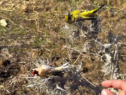 躺平鸟 #动物科普 #金翅雀