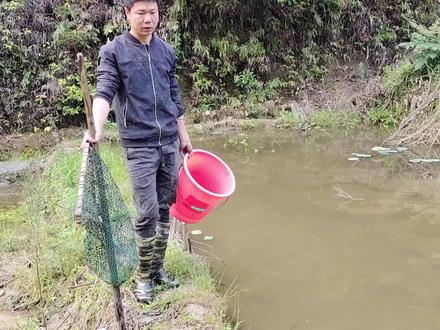 繁殖荷花鲤鱼苗教程,简单易学一看就会,以后在也不用买鱼苗了