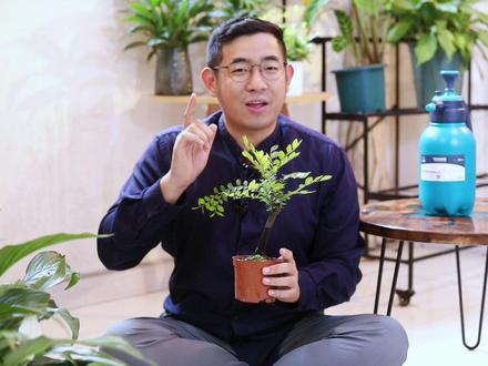 小叶紫檀怎么养?园艺师教你,小叶紫檀的详细养护技巧
