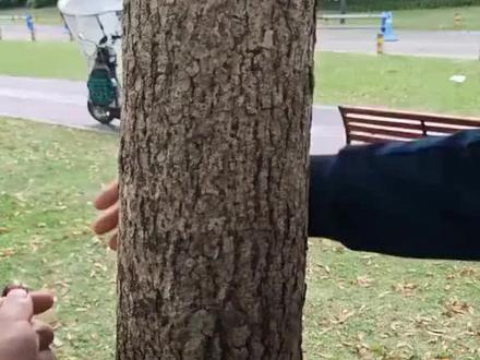 还在为绑吊床手忙脚乱?教你5秒轻松搞定!就算是女生也能稳稳拿捏,户外露营、遛娃休闲秒变高手~#户外吊床 #吊床秋千 #遛娃神器 #露营