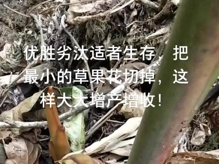 分享种植草果增产增收秘诀