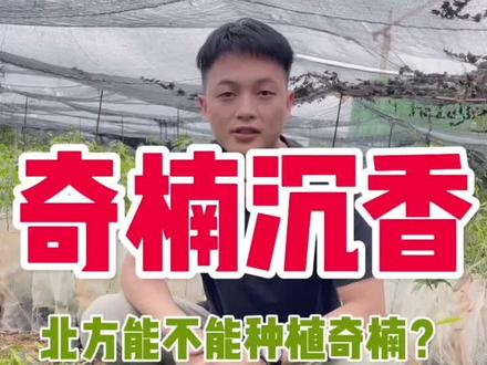 北方能不能种植奇楠沉香,我只能说,有地都可以种植,活不活又是一回事!#奇楠沉香 #抖音助农 #珍稀的奇楠香 #沉香 #新农人计划