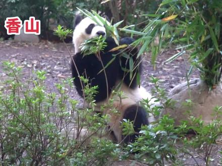 香山一定安健康平安啊!#国宝熊猫 #大熊猫香山