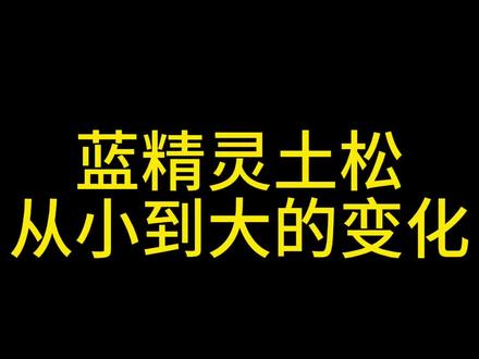 蓝精灵土松小时候原来长这样
中国本土品种,蓝精灵土松,从小到大都这么好看,简直不要太帅,蓝湾牧羊犬平替#蓝土松 #蓝精灵土松 #土松 #土松犬 #蓝湾牧羊犬
