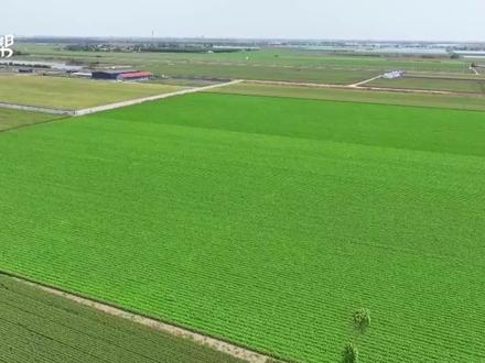 5月24日(发布时间)山东寿光胡萝卜已经成为国内外市场的抢手货,出口多达20多个国家,年交易额突破20亿元。经过多年打造的跨区域种植模式,实现了胡萝卜“种全国,卖全球”。
