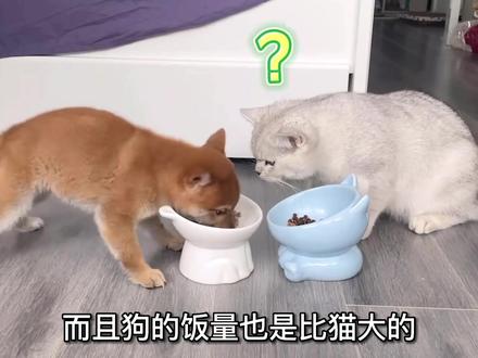 猫为什么讨厌狗,猫和狗不合的真相究竟是什么 #猫咪 #狗 #宠物 #萌宠 #猫咪的迷惑行为 #铲屎官