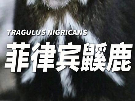 菲律宾鼷鹿:眼神坚毅的大眼萌 鼷鹿被认为是现存最原始的反刍动物之一,它们的身体保留了早期祖先的许多特点。#菲律宾鼷鹿 #鼷鹿 #动物科普 #可爱
