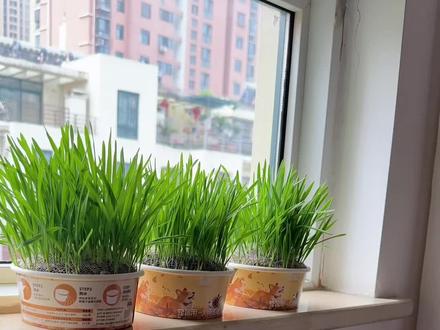 你家狗出门爱吃草吗,夏天外面的草千万别乱吃哦。自己种草比泡面还简单,浇上水就行,干干净净的,毛孩子吃的放心。#狗草 #狗狗零食