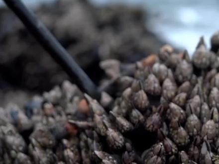 鹅颈藤壶为什么这么贵?#科普 #动物 #奇闻趣事 #涨知识 #海鲜 #百万森林守护挑战