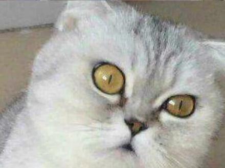 浅析银渐层英短的眼着色(图片摘自网络)#银渐层#银渐层英短 #猫#猫咪 @DOU+小助手 @抖音小助手