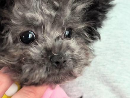 养狗人CPU已烧毁!灰泰迪剃毛争议终极指南:看完更不会选了#灰泰迪剃胎毛 #灰泰迪 #萌宠出道计划 #小体泰迪 #这我的小狗快看啊