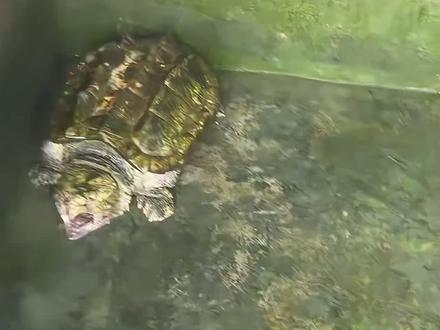 #真实生活分享计划 #大鳄龟 今天不喂食,给鳄龟清理清理池子#自家养殖