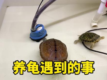 这种情况 都有哪些饲养问题?#养龟日常 #养龟人 #小乌龟 #十二又的龟派气功