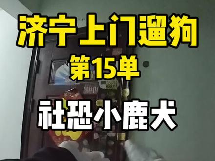 济宁遛狗日常15单|社恐小鹿犬,粘人起来超治愈#上门遛狗服务 #上门铲屎 #宠物上门喂养 #小鹿犬 #同城喂养宠物