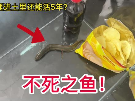 据说这条鱼不吃不喝,就算埋进土里!还能活5年!这是真的吗?#肺鱼 #非洲肺鱼 #实验 #搞笑