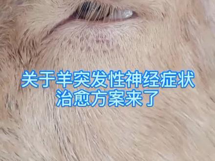 零基础养羊技术百问百答:关于羊突发性神经症状治愈方案来了#养羊 #养羊人 #养羊创业 #养羊技术