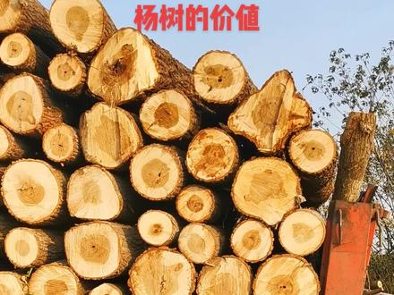 杨树未来市场和收益还是挺可观的#三农 #抖音助农 #新农人计划 #木材 #木方