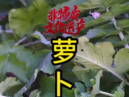 萝卜梗的妙用#你的家乡有这种植物吗