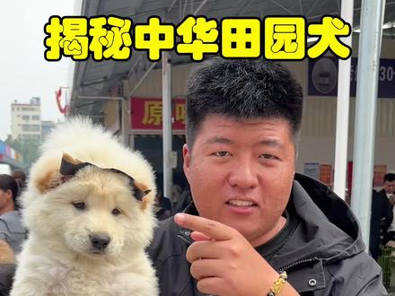 看240白土松,大骨架真可以了! 性价比高,我是真喜欢!#白土松 #中华田园犬 #土松田园犬