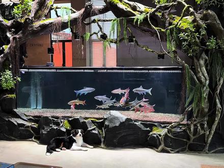 开了十几个缸,养了几百条吉罗的一些经验心得…#蓝吉罗