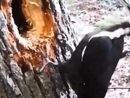 我看你是老鹰打饱嗝#重庆方言嘿神奇 #搞笑 #专治不开心 @抖音小助手