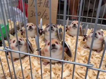 #AI市场刀盾售卖记 #随变ai随便玩 #谁还没只刀盾狗 #我的刀盾 #我在抖音拍特效