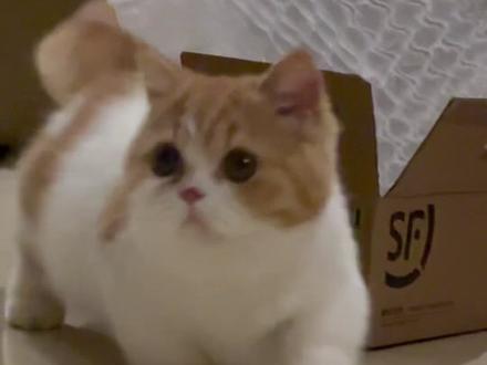 好大一只猫猫虫。#猫猫虫