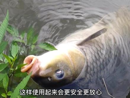 鱼钩都有“舒适区”,半辈子都只用一种鱼钩钓鱼,是老手不是高手#dou是钓鱼人 #户外钓鱼 #野钓#钓鱼技巧 #鱼钩