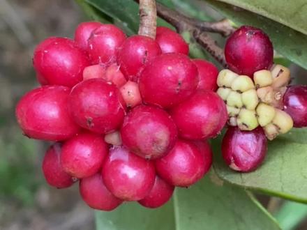 终于找到“南五味子”,看看你认识吗?