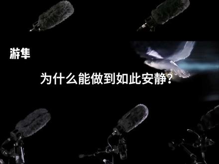 猫头鹰是如何做到安静飞行的? #神奇动物在抖音#奇妙的动物 #猫头鹰 #鸽子 #游隼