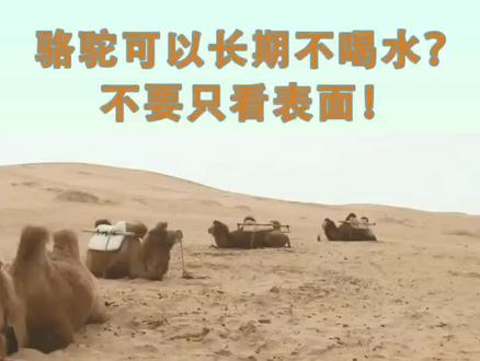 骆驼为什么可以长期不喝水?不是你想的那样!#沙漠骆驼 @抖音小助手