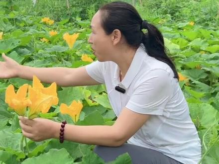 南瓜全身都是宝,花藤果都可以吃。南瓜花要分清雄花与雌花的区别哦#南瓜花 #绿色蔬菜