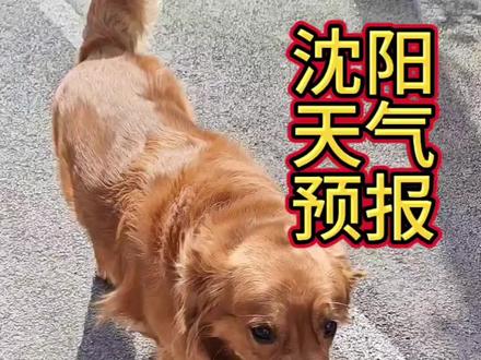 已经吹成狗了,露营都别点火啦!!给 119 省点心吧!!!! #露营别点火 #不养狗不知道养狗的乐趣 #萌宠日常记录#大风吹 #神奇动物在抖音