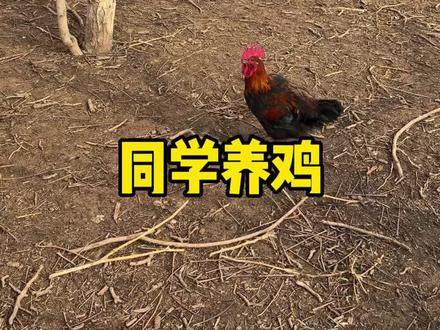 2026/1/26,同学在塬上养鸡~ #记录生活 #日常分享