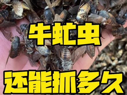 牛虻还能抓多久?现在抓是不是盲目的跟风。