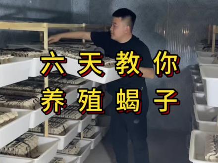 六天教会你怎么养蝎子。#三农养殖 #三农流量扶持计划