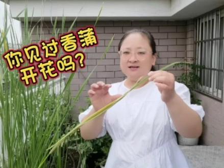 香蒲开花你见过吗?叶子掉落认为鸟在淘气,蒲棒原来是这样结出来的 #香蒲棒#香蒲#水蜡烛