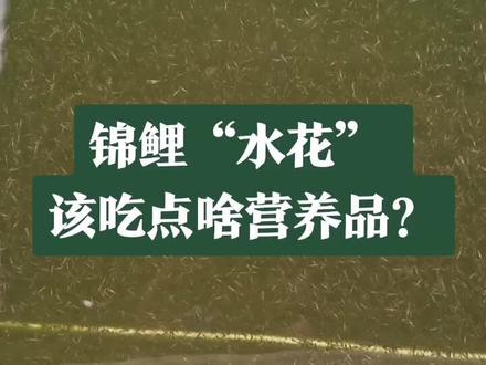 锦鲤从出生但成鱼,其实很不容易,养鱼人都能体会。